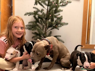 Mixed Breed dogs Staffordshire Bullterrier cross bullterrier - Advert 3