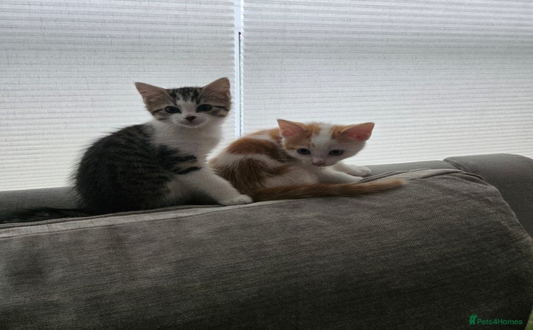 Mixed Breed cats - Advert 16