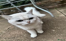 British Shorthair cats for sale: White British Short Hair  - Image 2