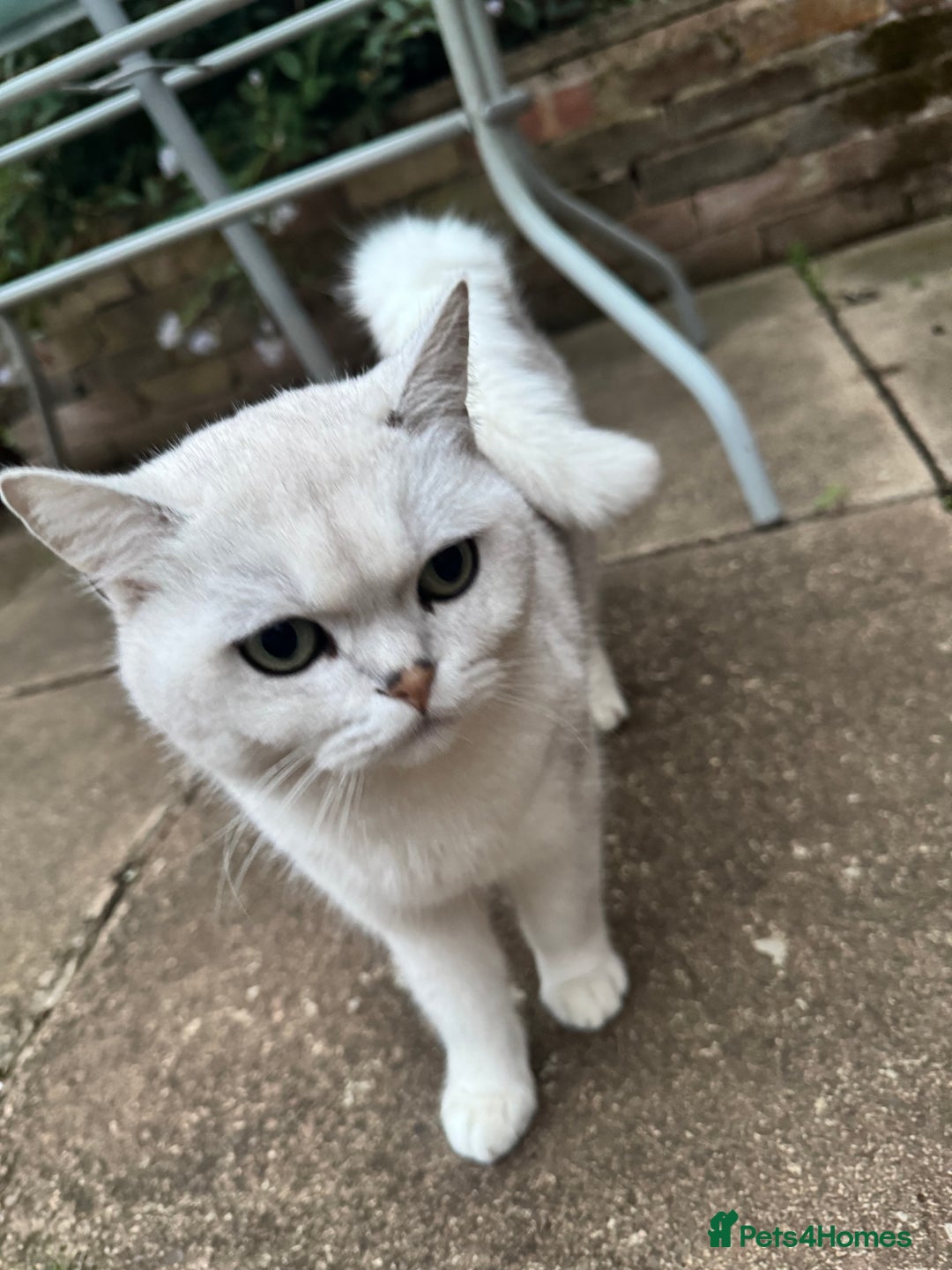 British Shorthair cats for sale: White British Short Hair  - Image 2