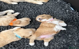 Maltipoo dogs for sale: Beautiful Male Maltipoo F1 Pups - Image 8