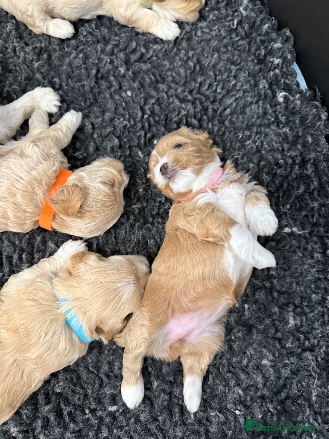 Maltipoo dogs for sale: Beautiful Male Maltipoo F1 Pups - Image 8