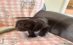 Cocker Spaniel dogs for sale: Cocker spaniel pups - Image 6