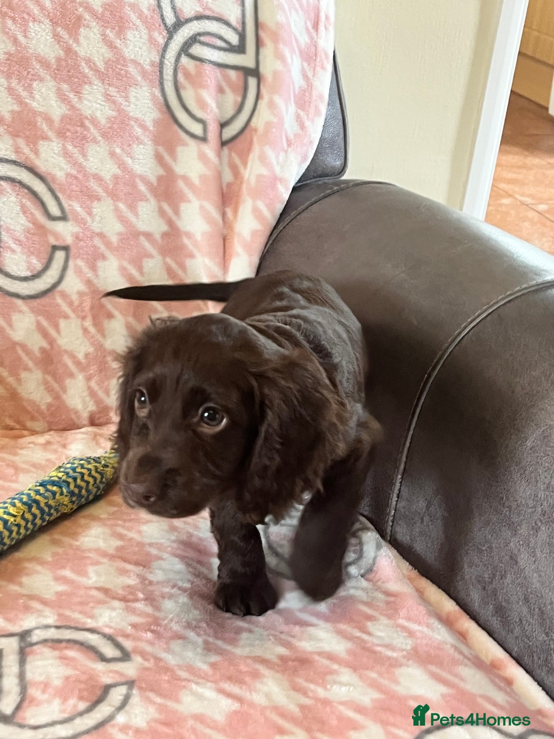 Cocker Spaniel dogs for sale: Cocker spaniel pups - Image 6