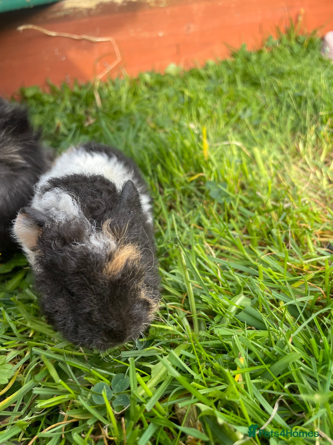 Guinea Pig rodents for sale: 4 baby male guinepigs  - Image 11