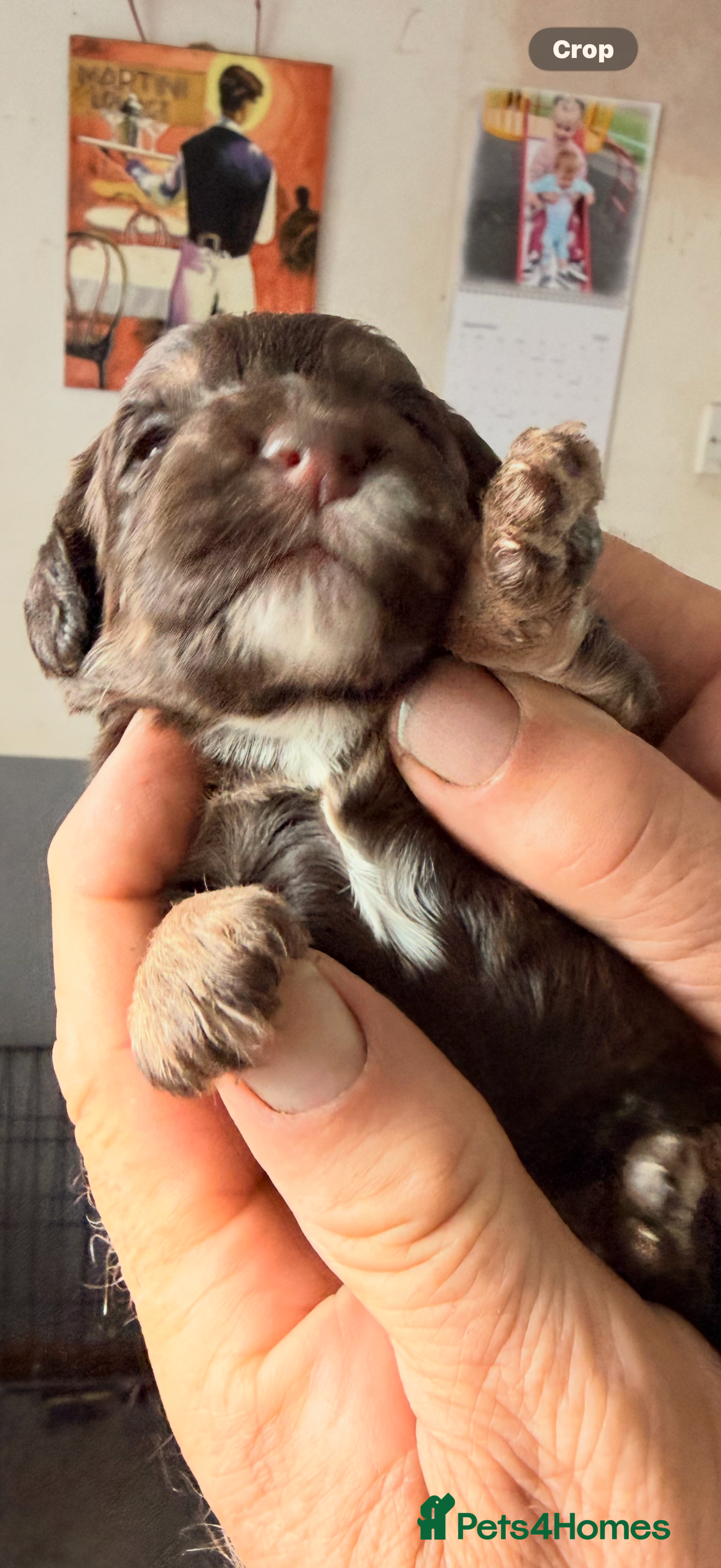 Cockapoo dogs Beautiful choc tan phantom cockapoos  - Advert 2