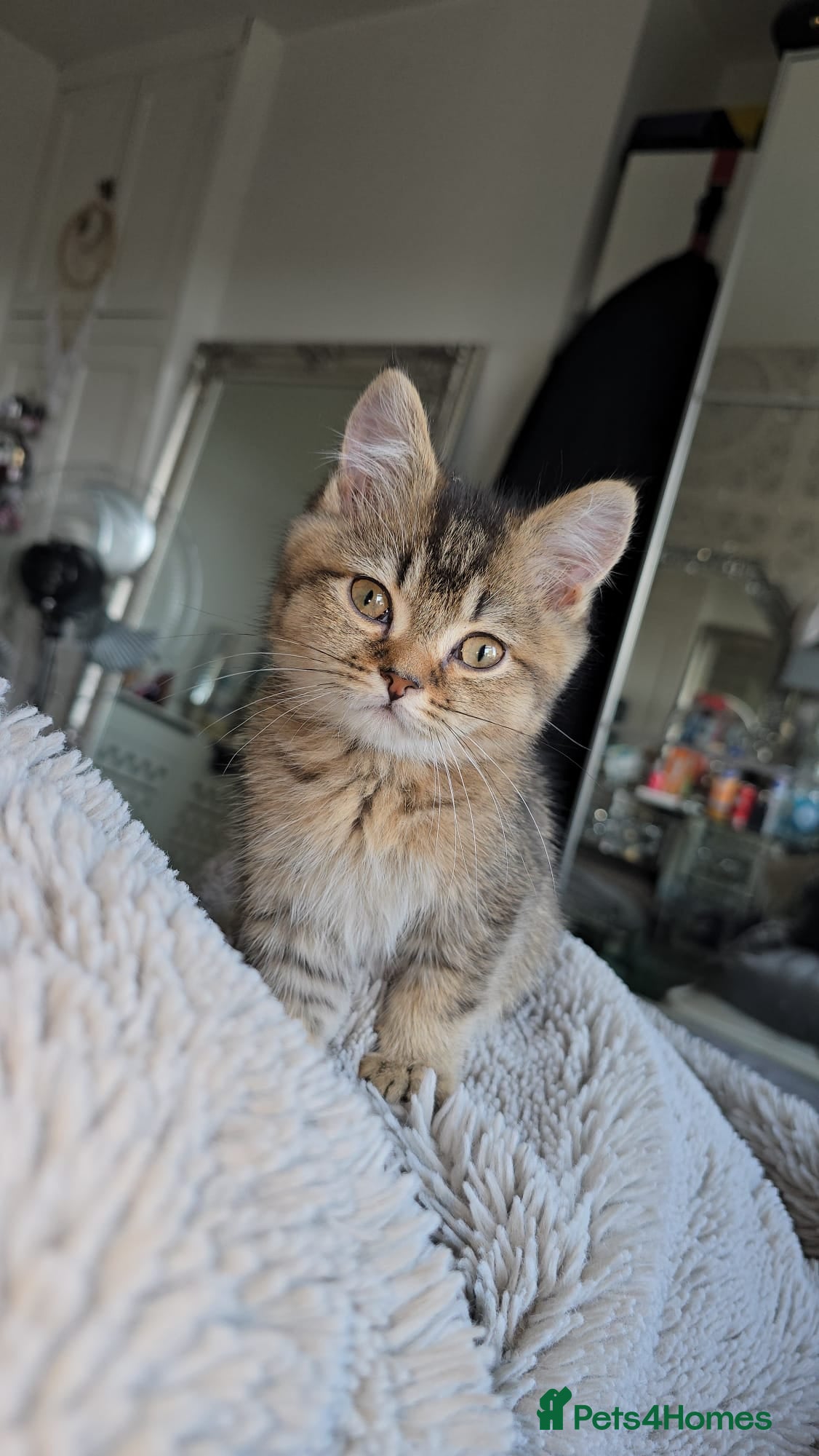 British Shorthair cats 3 Beautiful kittens available - Advert 3