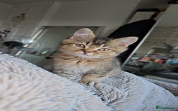 British Shorthair cats for sale: Beautiful Babies Available Ready To Leave - Image 2