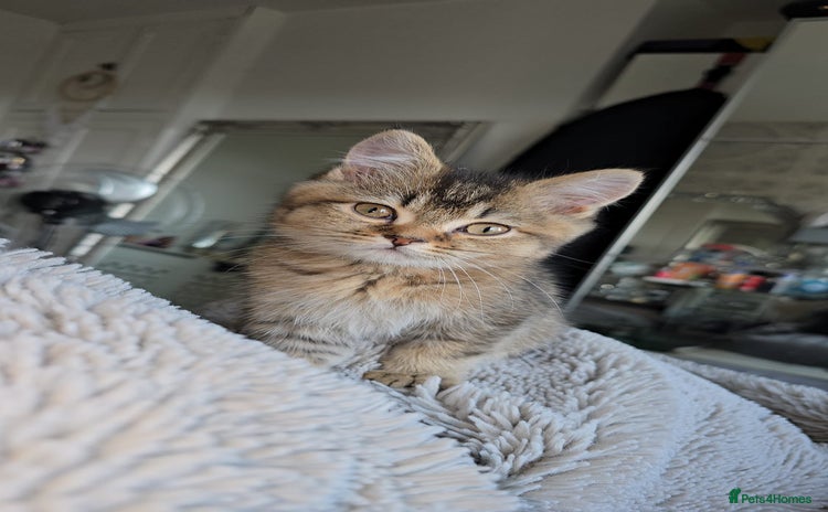 British Shorthair cats 3 Beautiful kittens available - Advert 14