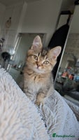 British Shorthair cats - Advert 6