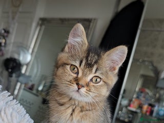 British Shorthair cats 3 Beautiful kittens available - Advert 13