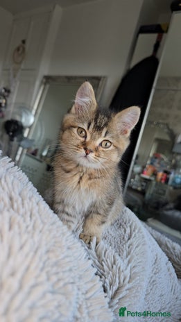 British Shorthair cats 3 Beautiful kittens available - Advert 14