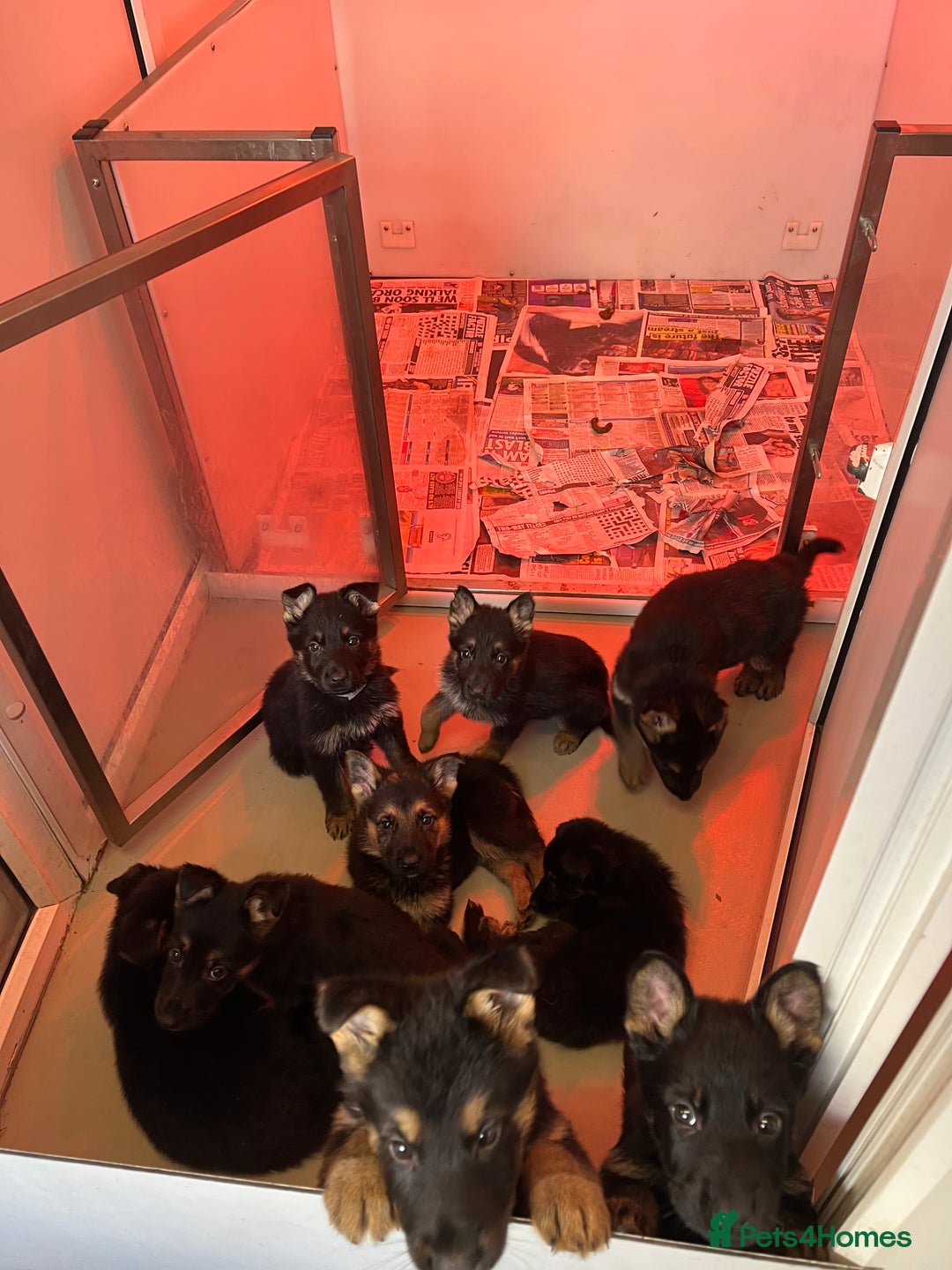 German Shepherd dogs for sale: Big beautiful big boned German Shepherd puppies - Image 9