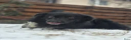 Mixed Breed dogs for adoption: Raven - Advert 2
