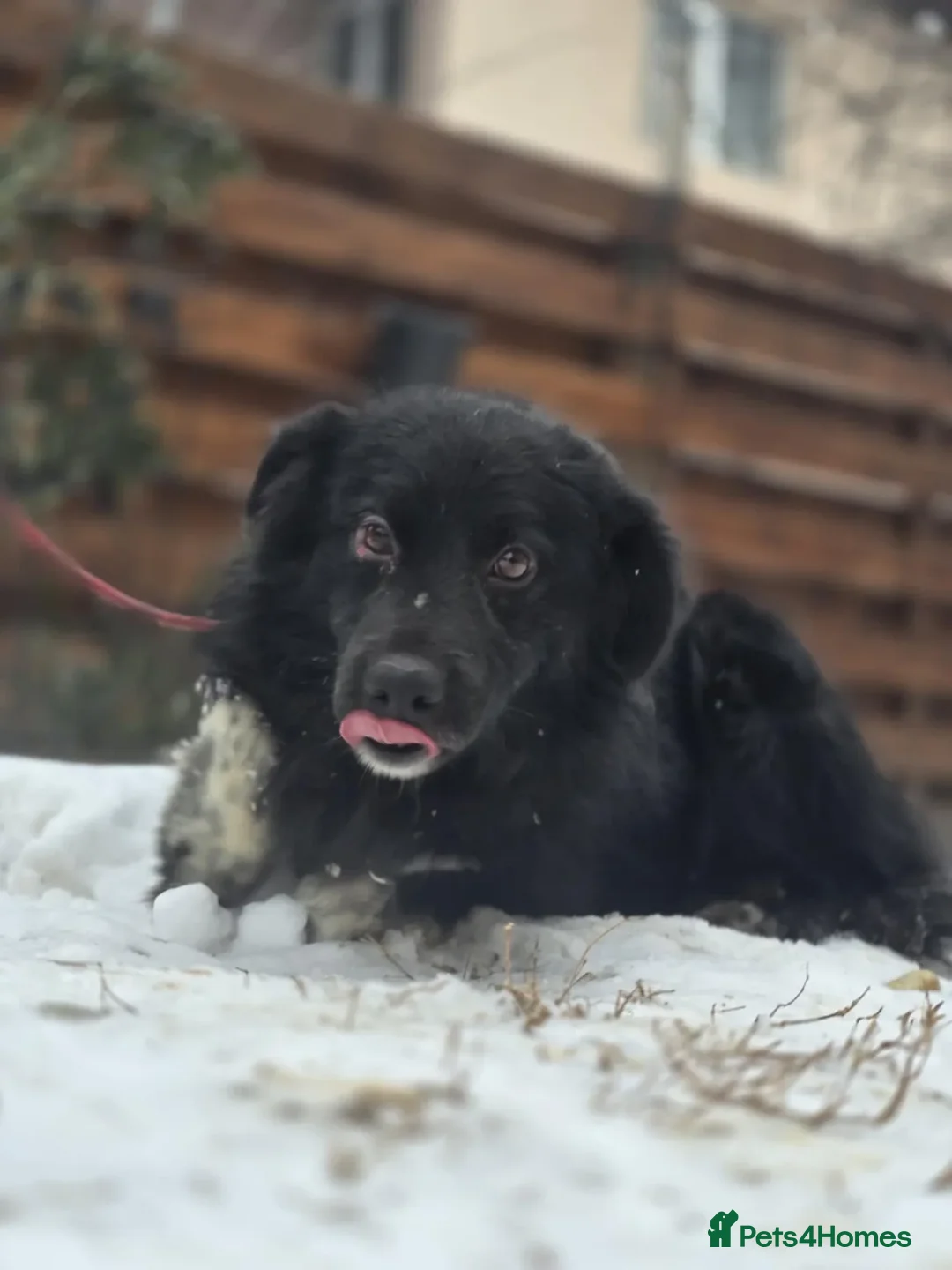 Mixed Breed dogs for adoption: Raven - Advert 2
