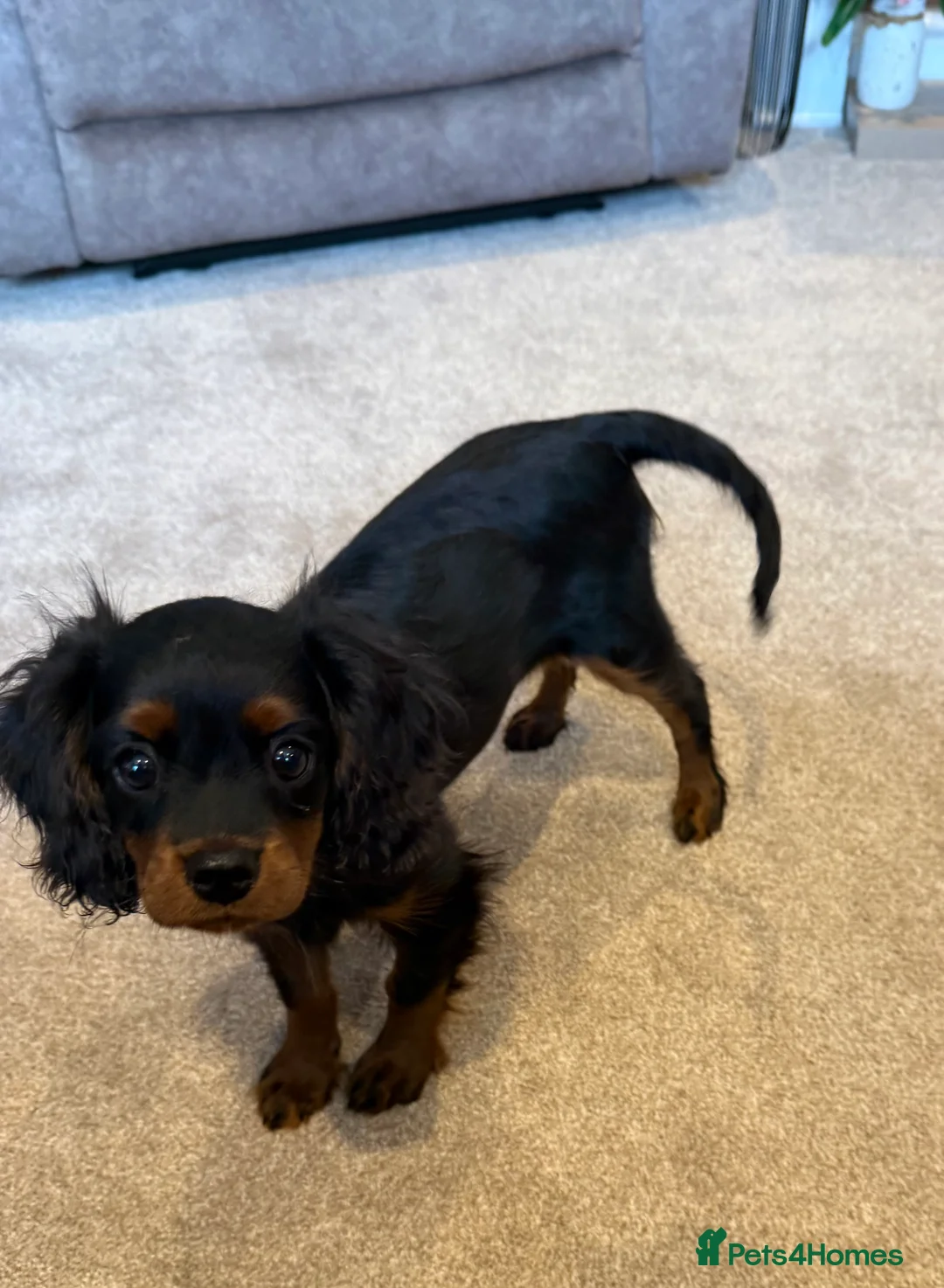 Cavapoo dogs for sale: King Charles cavalier 2 beautiful girls in Great Yarmouth - Advert 2