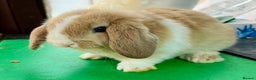 Mini Lop rabbits for sale: Mini Lops for sale READY NOW - Advert 26