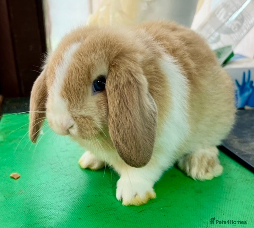 Mini Lop rabbits for sale: Mini Lops for sale READY NOW - Advert 26