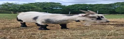 Goats livestock for sale: Two Female Pygmy Goats (to go together) - Advert 6