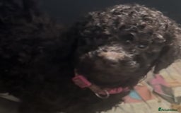 Standard Poodle dogs for sale: Standard poodle puppies - Image 9