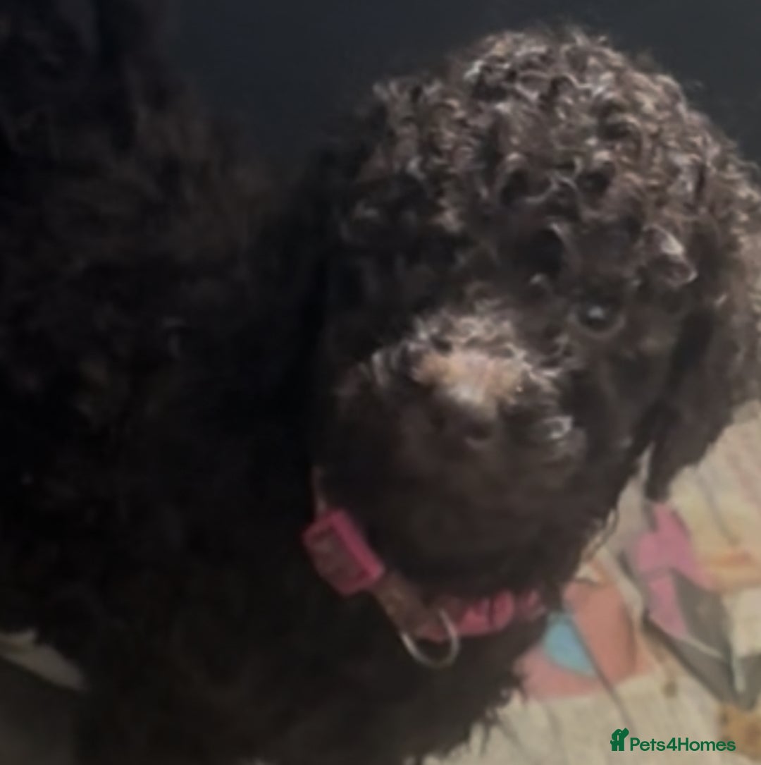 Standard Poodle dogs for sale: Standard poodle puppies - Image 9