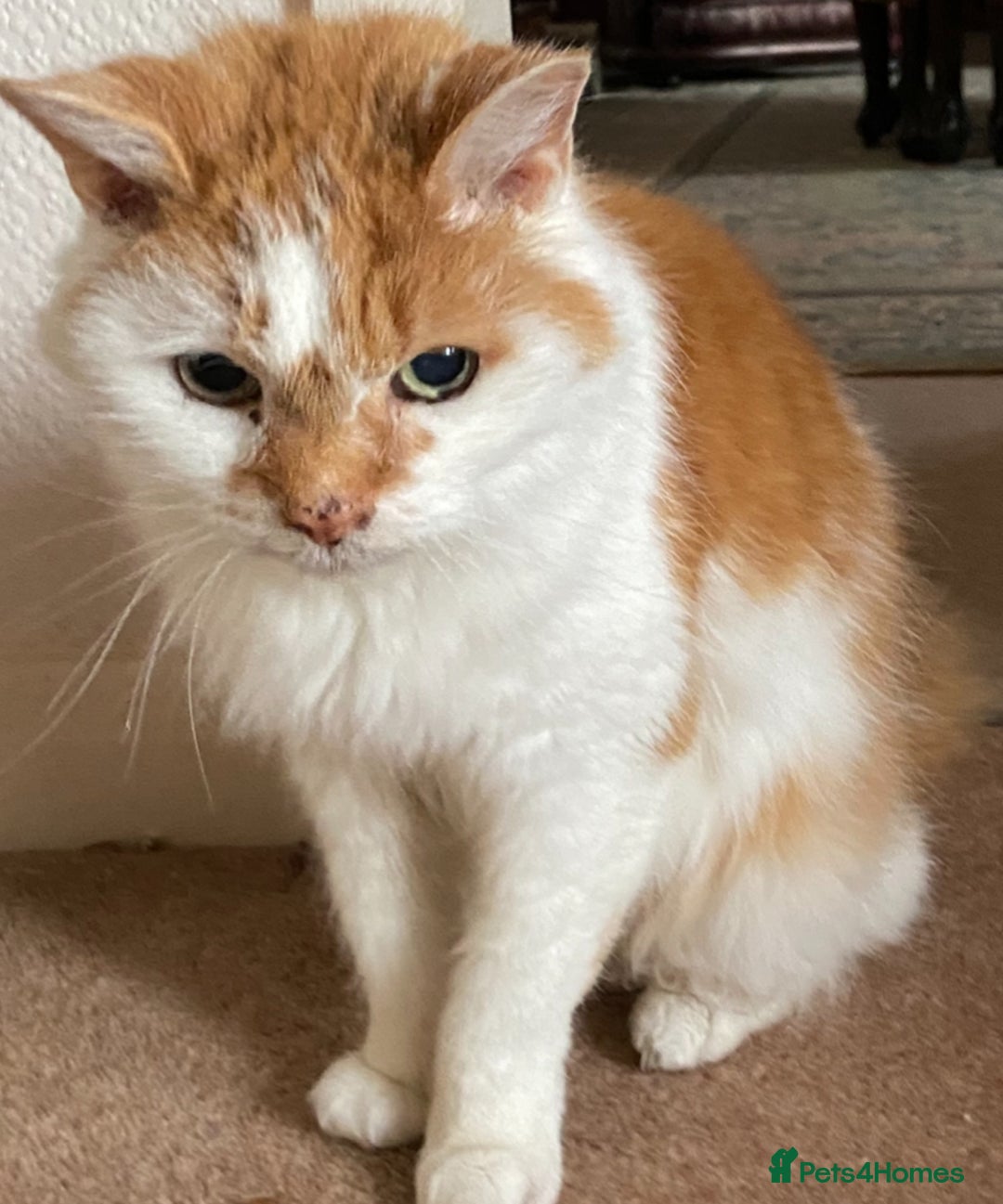 Mixed Breed cats for sale: Looking for her forever home - Advert 1