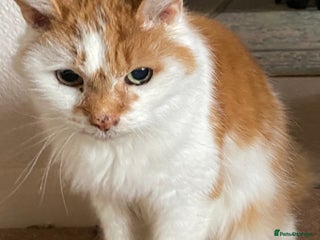 Mixed Breed cats Looking for her forever home - Advert 1