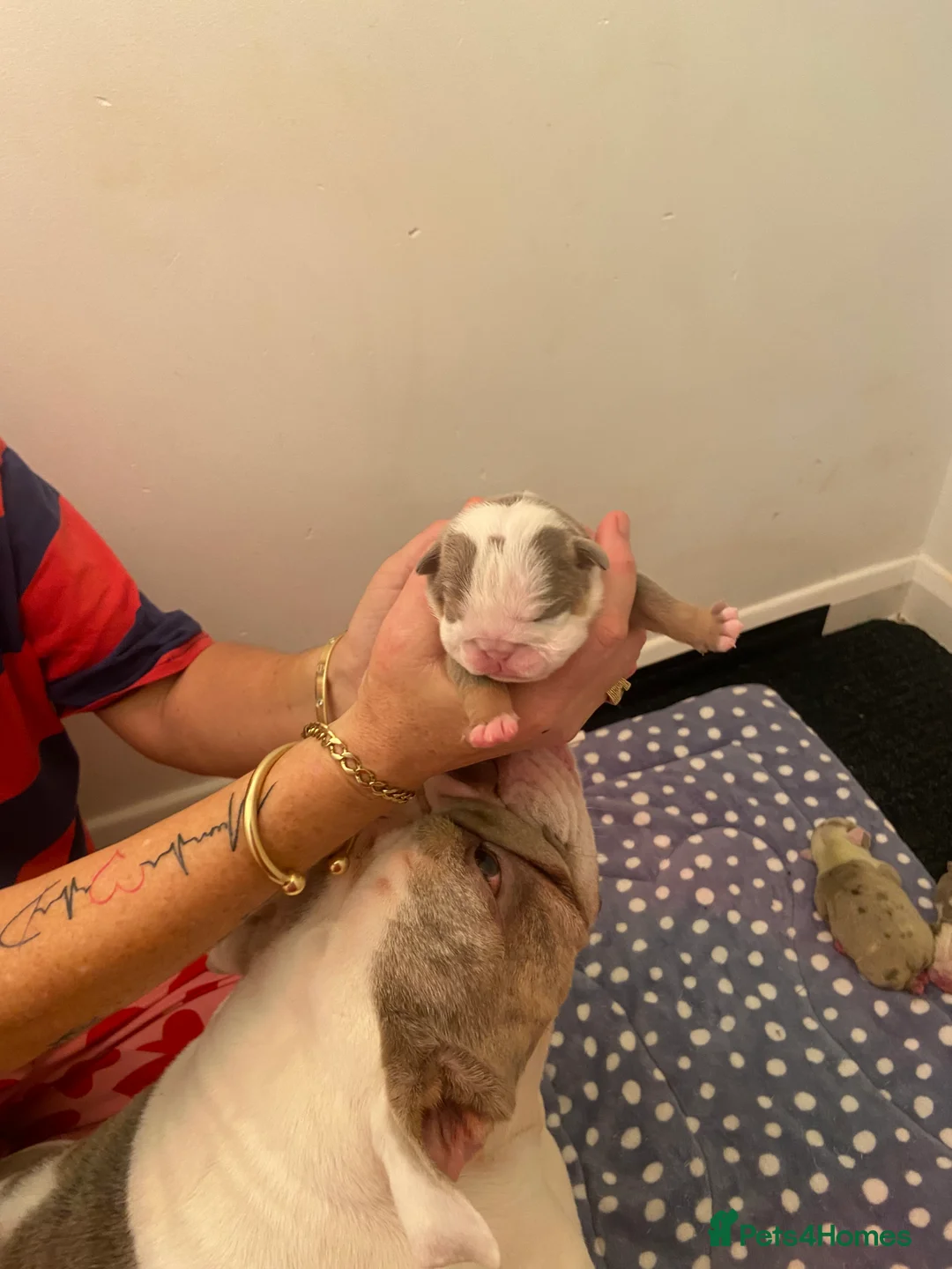 English Bulldog dogs for sale: The most beautiful bulldogs in manny - Advert 5