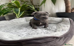 Staffordshire Bull Terrier dogs for sale: 🔷 Pharaon Champion Line Pups 🔷 in Wolverhampton - Image 17