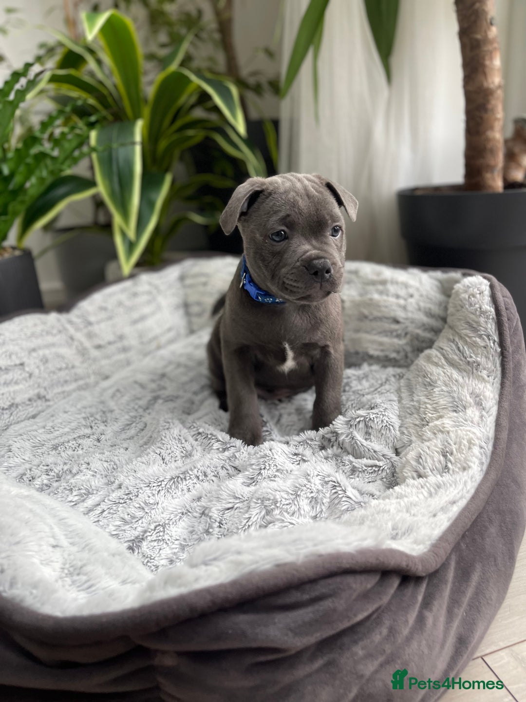 Staffordshire Bull Terrier dogs for sale: 🔷 Pharaon Champion Line Pups 🔷 in Wolverhampton - Image 17