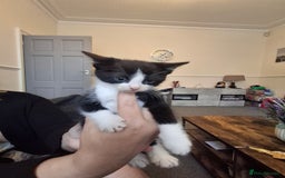 Asian cats for sale: Asian kittens - Image 5