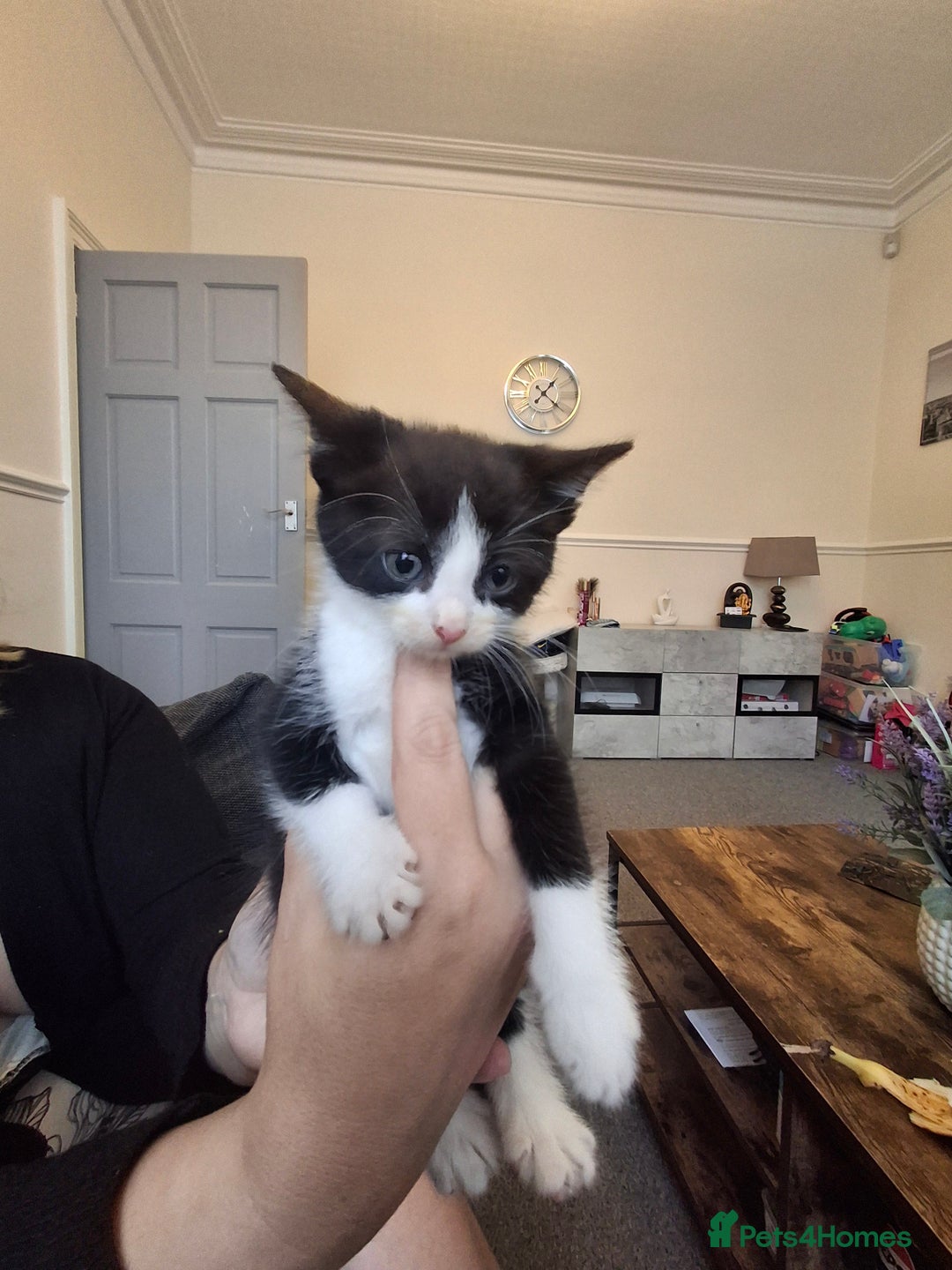 Asian cats for sale: Asian kittens - Image 5