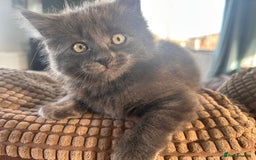 Ragdoll cats for sale: Ragdol kittens - Image 5