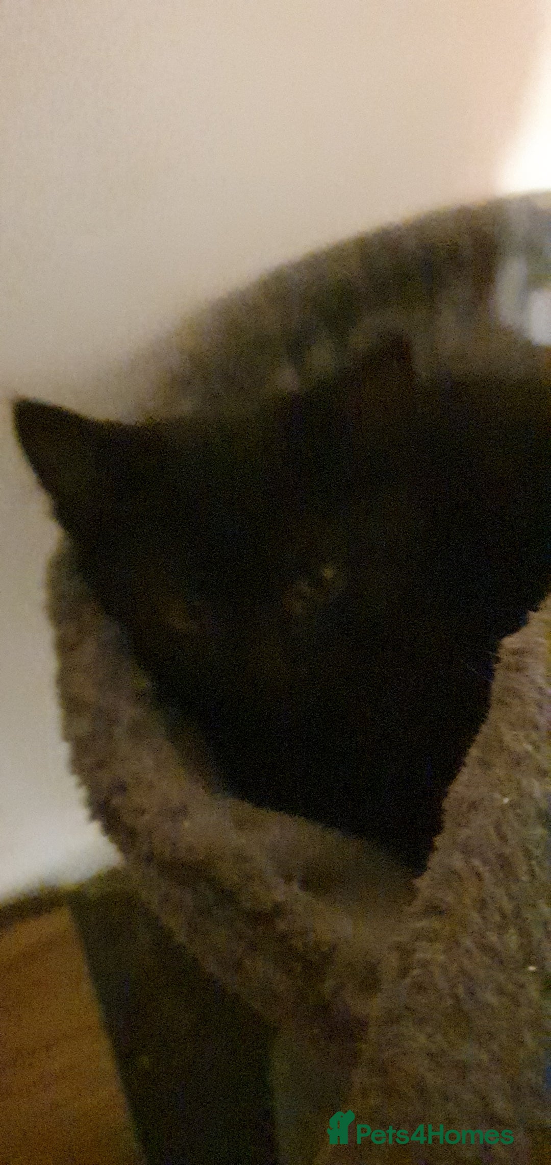 Mixed Breed cats for sale: 5 Kittens for sale 2 tuxedo and 3 black - Advert 5