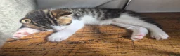 Mixed Breed cats for sale: Adorable and Playfull Kittens  - Advert 8