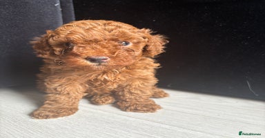 Toy Poodle dogs - Advert 6