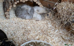 Guinea Pig rodents for sale: Gorgeous Female guinea pig  - Advert 4