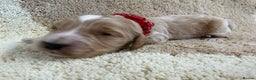 Cockapoo dogs for sale: F1 mini cockapoos health tested parents  - Advert 22
