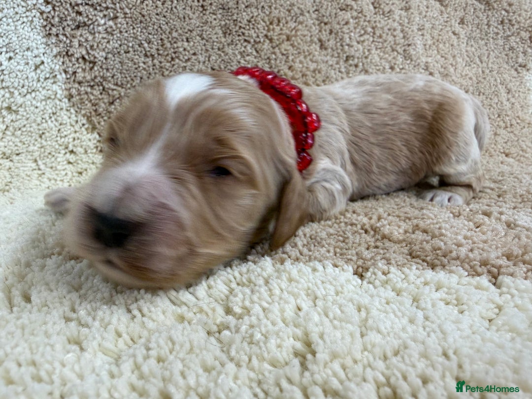 Cockapoo dogs for sale: F1 mini cockapoos health tested parents  - Advert 22