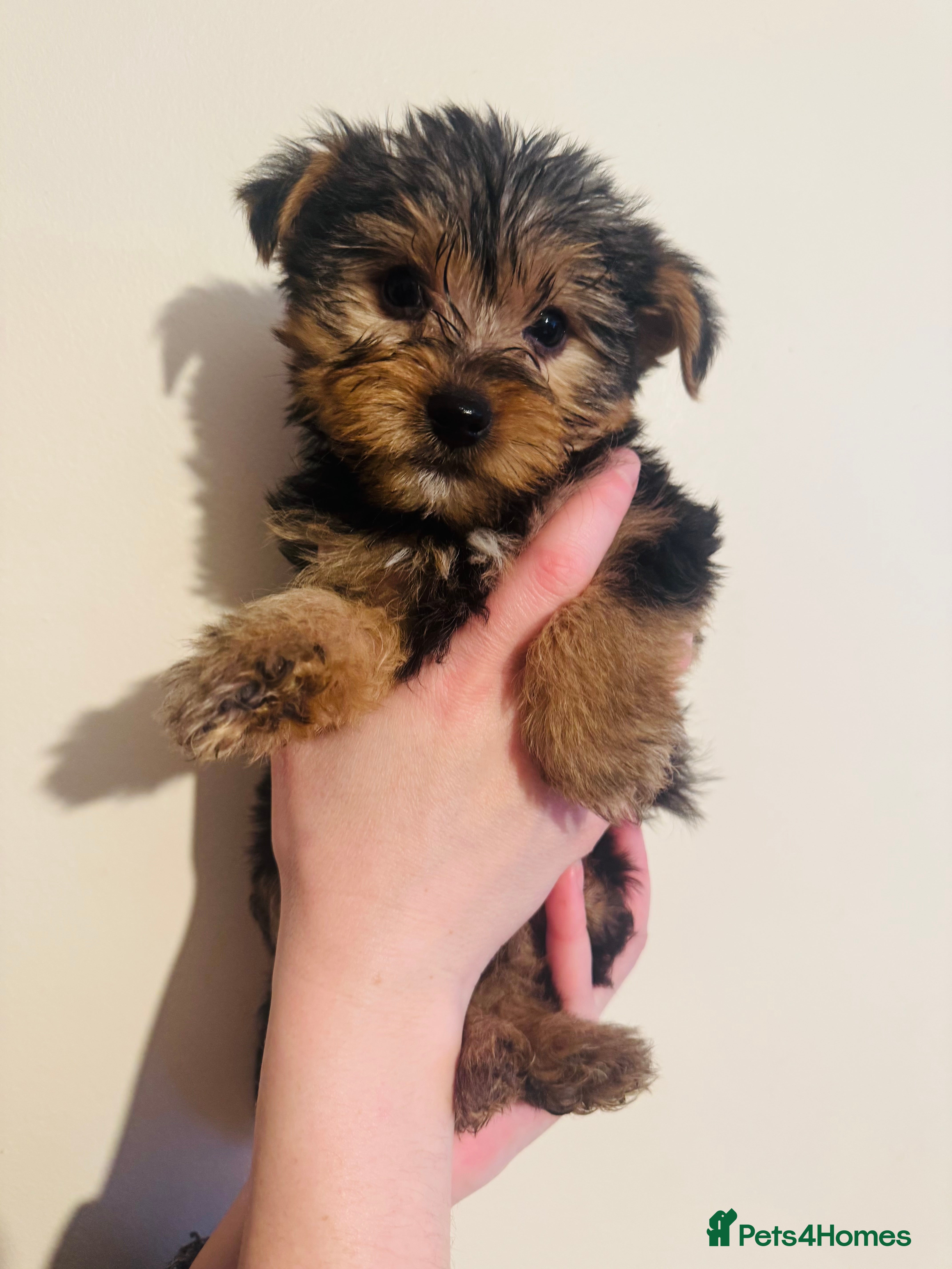 Yorkshire Terrier dogs Yorkshire Terrier Pup - Male - Advert 4