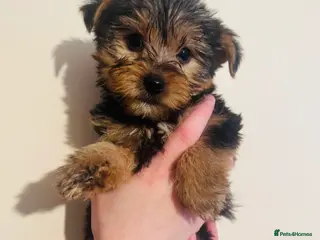 Yorkshire Terrier dogs Yorkshire Terrier Pup - Male - Advert 16