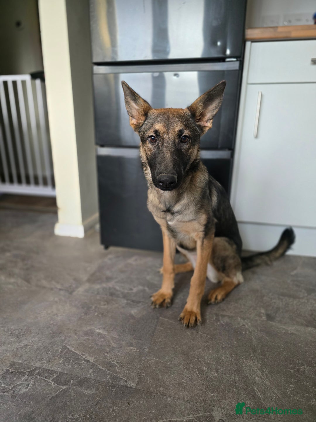 Mixed Breed dogs for sale: Malinois x German Shepard Girl - Advert 2