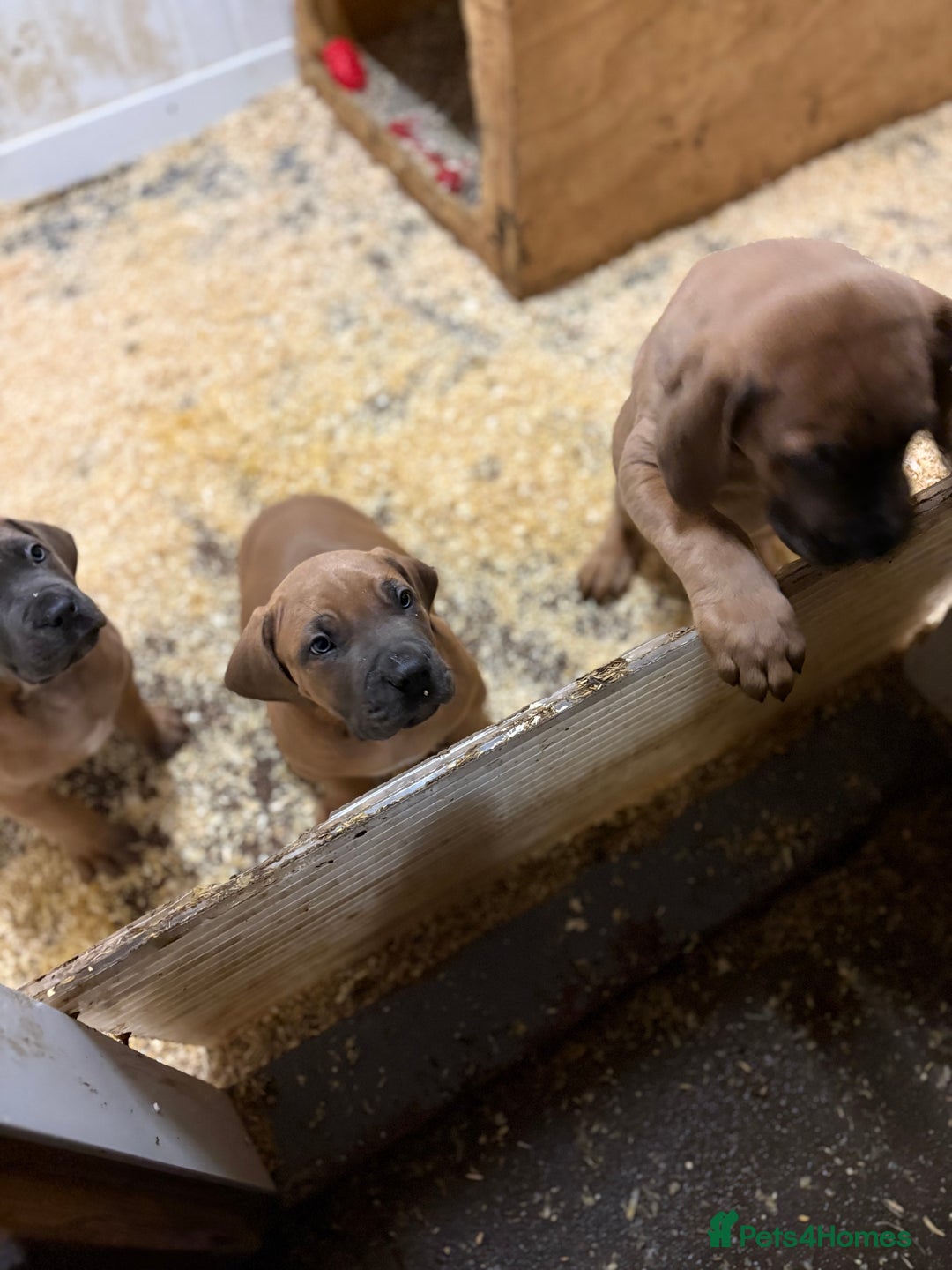 Boerboel dogs for sale: QUALITY NABBR REGISTERED PUPS!  - Advert 26