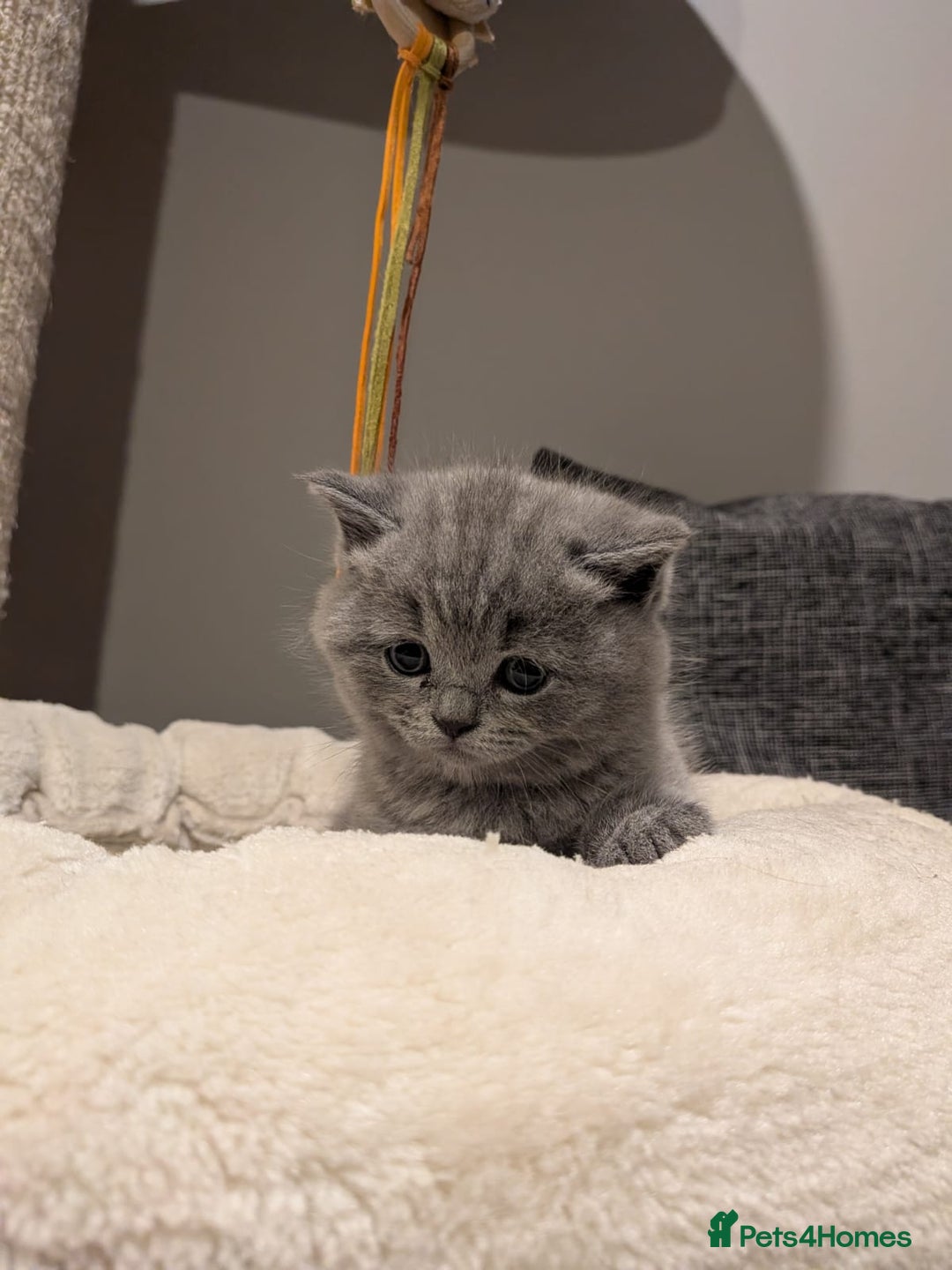 British Shorthair cats for sale: Multi-colour GCCF British Shorthair kittens  - Advert 38