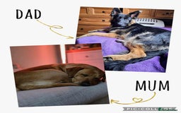 Mixed Breed dogs for sale: Sheprador Puppies - Image 8