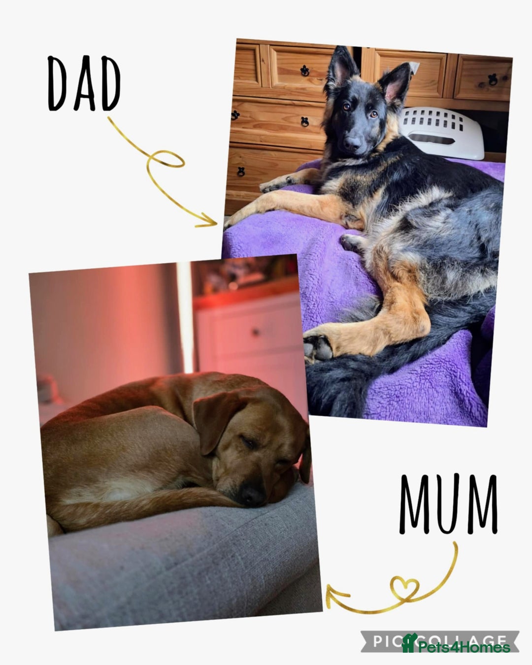 Mixed Breed dogs for sale: Sheprador Puppies - Image 8