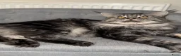 Maine Coon cats for stud: Beautiful main coon stud muffin in Smethwick - Advert 20