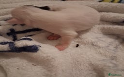 Chihuahua dogs for sale: chihuahuas puppies for sale - Image 5