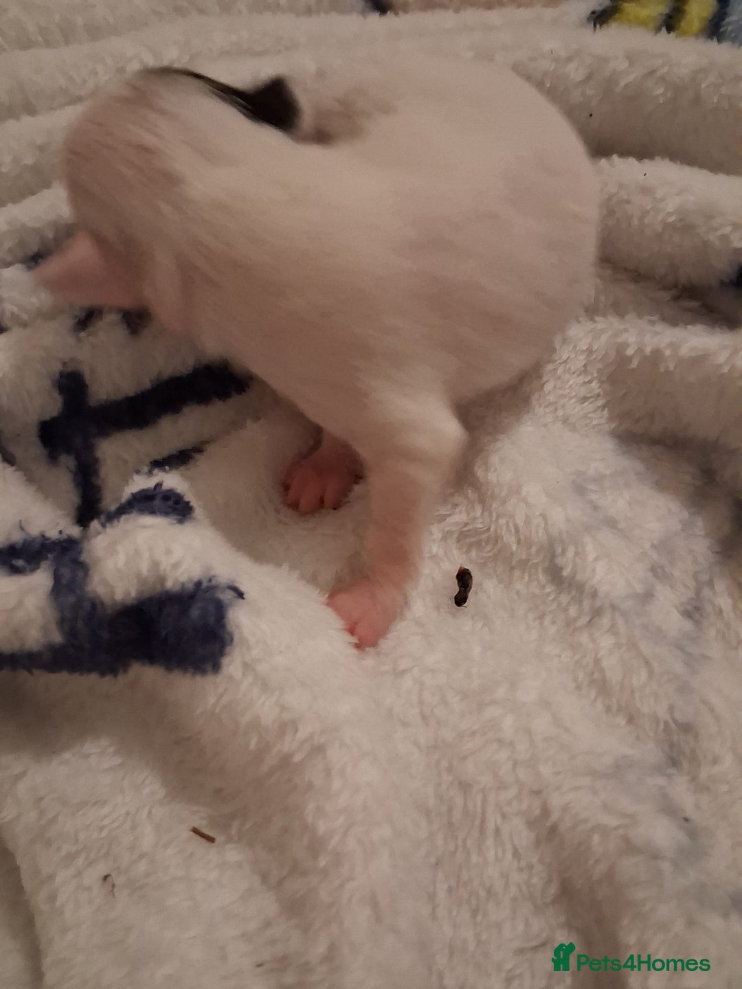 Chihuahua dogs for sale: chihuahuas puppies for sale - Image 5