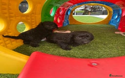 Mixed Breed dogs for sale: Stunning Daxipoo both parents kc,  health tested - Image 6